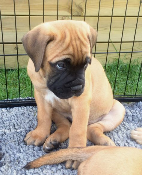 Bullmastiff Puppy Bullmastiff Dogs, Bullmastiff Puppies, Bullmastiff Puppy, Bull Mastiff Puppies, Dog Reference, English Mastiff Dog, Mastiff Puppies, Scary Dogs, Mastiff Dogs