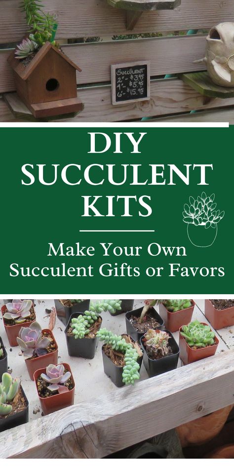 DIY succulent Kits, Make your own Succulent Gifts or Favors. Succulent Gifts Diy, Succulents Gift Ideas, Diy Succulent Gift Ideas, Plant Gift Ideas Diy, Succulent Gift Ideas Wedding Favors, Succulent Puns Gift Ideas, Gifts For Succulent Lovers, Terrarium Kit Gift, Succulent Giveaways