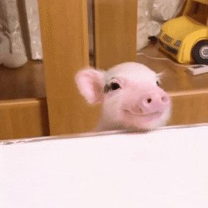 Time To Take In The Weekly Dose Of Cute (#104) Smiling Animals, Happy Pig, Cute Piglets, Mini Pigs, Cute Piggies, Baby Pigs, Cute Pigs, Cute Wild Animals