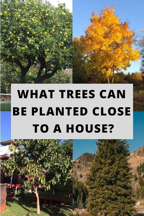 Poplar Tree Landscaping, Front Yard Tree Landscaping, Tulip Poplar Tree, Trees For Front Yard, Front Flower Beds, Backyard Trees, Landscaping Trees, Poplar Tree, Natural Fence