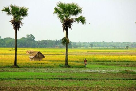 Bengal Village Photography, Bangladesh Village Photography, Indian Landscape Photography, Bangladesh Landscape, Myanmar Landscape, Bangladesh Village, Bangladesh Nature, Indian Monsoon, Farm Scenery