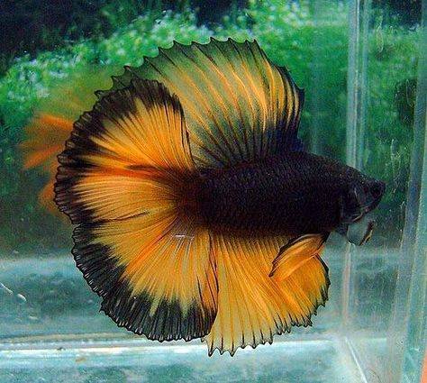 Negro y naranja "Halloween" Betta Betta Fish Types, Black Fish, Pretty Fish, Fauna Marina, Beta Fish, Cool Fish, Water Animals, Exotic Fish, Beautiful Fish