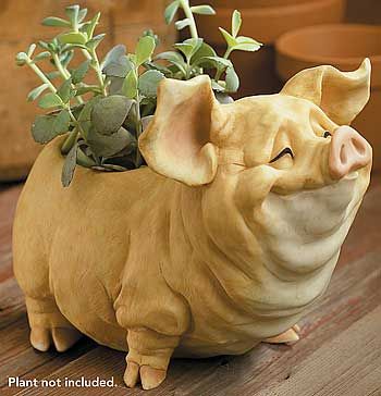 Kunekune Pigs, Potbelly Pigs, Pig Planter, Planting Containers, Show Pigs, Animal Pottery, Animal Homes, Flying Pigs, Yard Maintenance