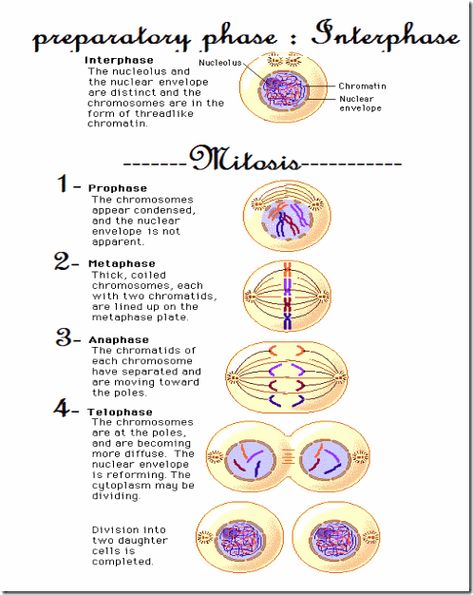 Cell Division ( MITOSIS) in Animal Cells – The WARAK WARAK Method Interphase Mitosis, Cell Biology Notes, Cell Reproduction, Somatic Cell, Prokaryotic Cell, Learn Biology, Cell Organelles, Biology Projects, Eukaryotic Cell