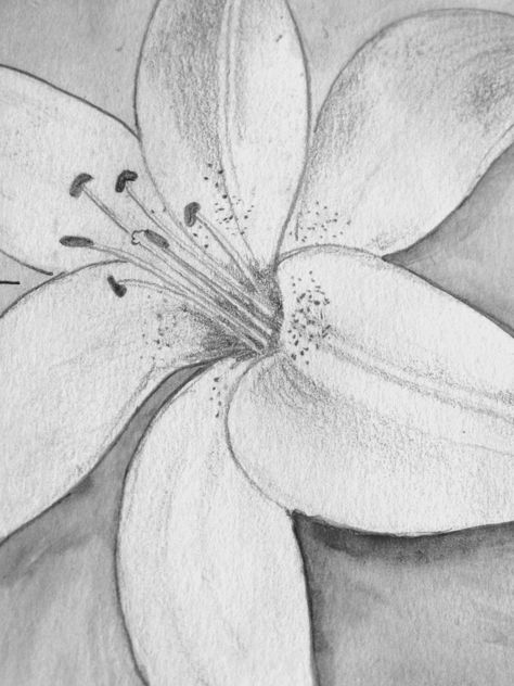 Pencil Drawing of a Lily Close Up Flower Drawing, Water Lily Pencil Drawing, Sketch Of Lily Flower, Lily Pencil Drawing, Lily Tutorial Drawing, White Lily Painting Easy, Pencil Drawings Of Flowers, Flower Close Up, Pencil Shading