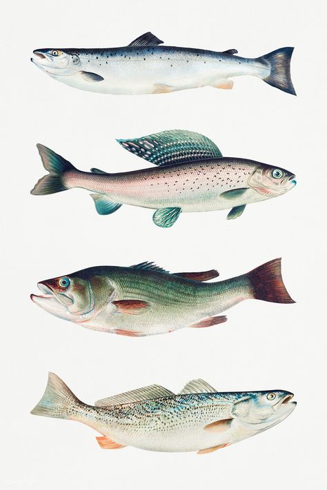 Vintage Fish Art, Fish Poster Design, Fish Vintage Illustration, Fish Graphic Design, Fish Mural, Trout Fish, Watercolor Portrait Painting, Zine Design, Fish Graphic