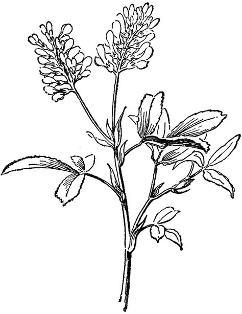 Alfalfa Alfalfa Plant Tattoo, Alfalfa Flower Tattoo, Alfalfa Drawing, Alfalfa Tattoo, Plant Sketches, Botanical Line Drawing, Rabbit Drawing, Plant Tattoo, Common Names