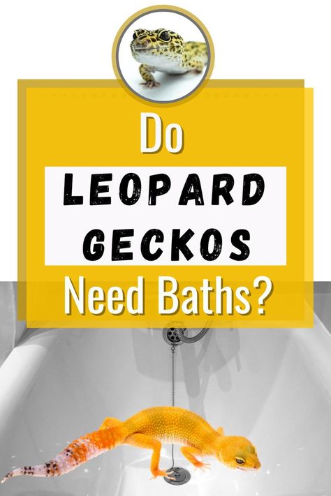 Do Leopard Geckos Need Baths? As responsible pet owners, keeping our animals clean and healthy is important. What do leopard geckos need to keep clean? Find out when and why your gecko may need a soak, and how to bathe a leopard gecko safely at leopardgeckohabitat.com Leopard Gecko Safe Plants, Cute Leopard Gecko Tank Ideas, Leopard Gecko Enclosure Ideas, Leopard Gecko Food, Spotted Gecko, Leopard Gecko Habitat, Leopard Gecko Tank, Leopard Gecko Care, Gecko Habitat