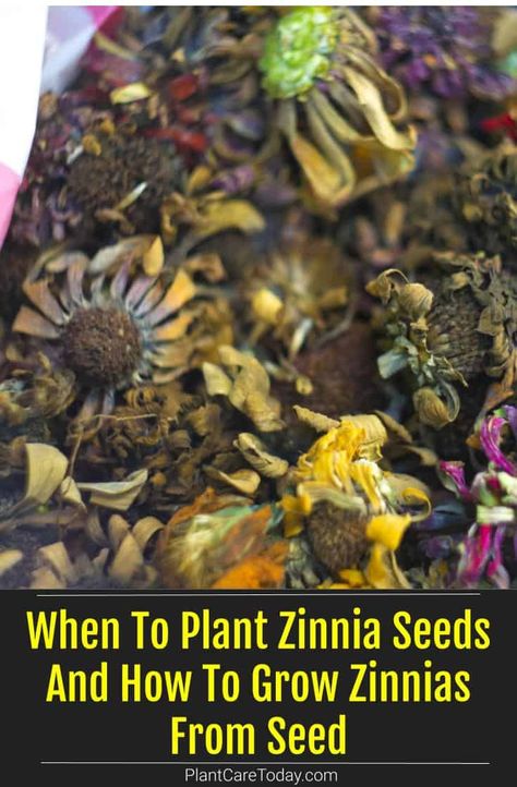 When To Plant Zinnia Seeds And How To Grow Zinnias From Seed When To Plant Zinnia Seeds, When To Plant Zinnias, Zinnias From Seed, Growing Zinnias From Seed, Planting Seeds Indoors, Zinnia Seeds, Fall Perennials, Zinnia Garden, When To Plant