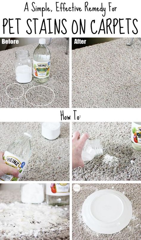 There is going to be a mistake or two or plenty, take a look at this Simple, Effective Remedy For Pet Stains On Carpets  and Tips & Hacks For Your Dog ...that you wish you knew a long time ago  on Frugal Coupon Living. Remove Pet Stains, Clean Carpet, Cleaning Painted Walls, Glass Cooktop, Deep Cleaning Tips, Pet Stains, Diy Spring, Clean Dishwasher, Carpet Stains