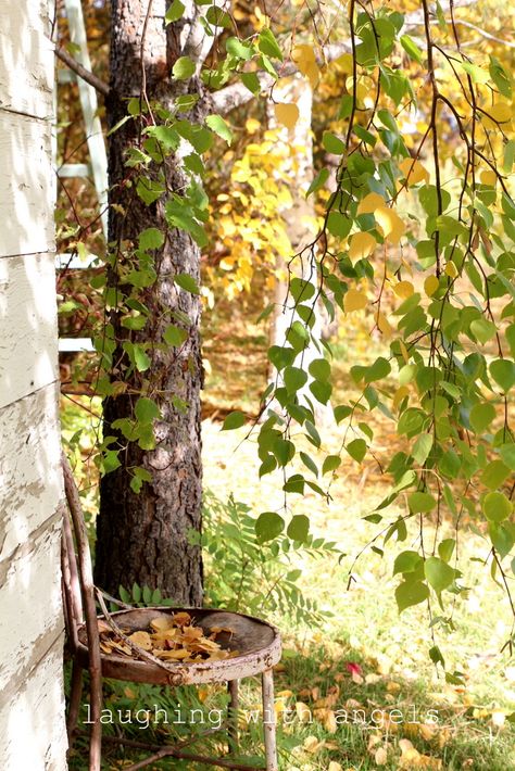 A couple of weeks ago, I decided I had put off redoing my old wreath long  enough and went out to the garden and cut some of the hyd... Fall Hygge, Autumn Decorating, Fall Tablescapes, Autumn Wreath, Maple Tree, Golden Leaves, Village Life, Autumn Beauty, Favorite Season