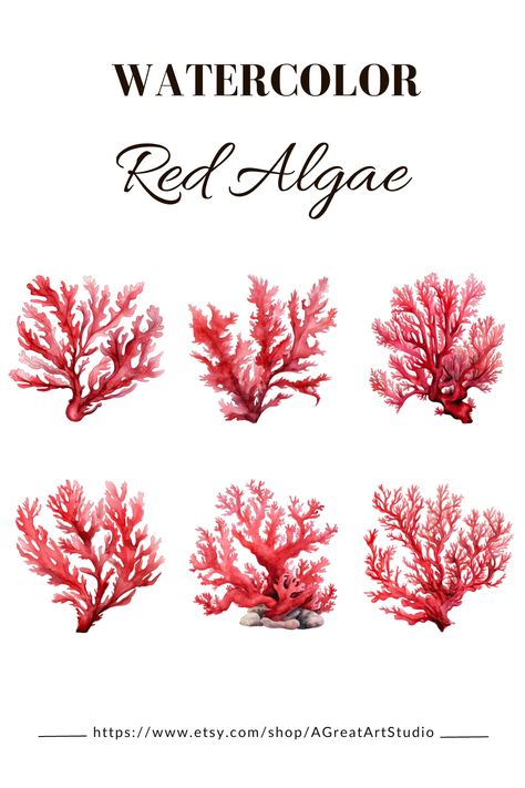 Red Algae Clipart - Immerse yourself in the captivating world of Red Algae Clipart, featuring vibrant Seaweed Illustrations and marine plant graphics. Perfect for various creative projects, including mixed media, digital paper craft, crafting, and more. Embrace the beauty of these marine wonders, adding a splash of color and marine magic to your artistic ventures! 🌊🎨 #RedAlgaeClipart #SeaweedIllustrations #MarinePlantGraphics #CreativeCrafting #MixedMedia 🌿🌊 Algae Drawing, Sea Algae Drawing, Algae Aesthetic, Seaweed Aesthetic, Natural Reference, Seaweed Botanical Illustration, Algae Culture, Marine Plants, Ocean Illustration