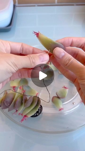 Succulent Propagation In Water, Propogate Succulents, Succulents Propagating, Propagating Succulents From Leaves, Plant Propagation Wall, Propagation Succulents, How To Propagate Succulents, Propagate Succulents From Leaves, Mini Succulent Garden