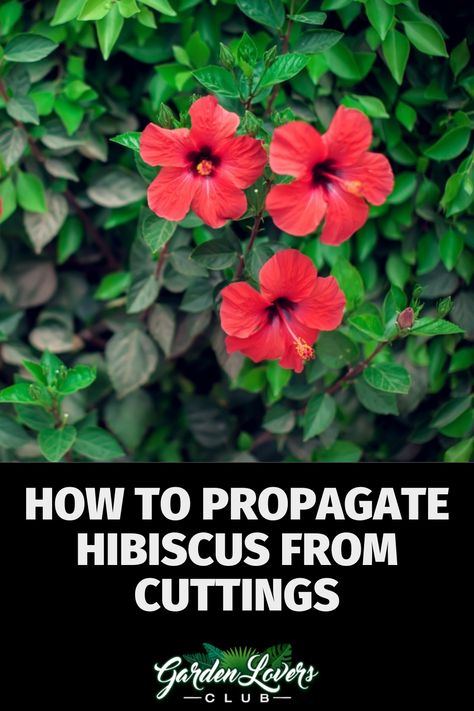 Propagating Hibiscus From Cuttings, Planting Hibiscus In Ground, Hibiscus Growing, Hibiscus Tree Care, Propagate Hibiscus, Plants To Propagate, Hardy Hibiscus Plant, Growing Hibiscus, Hibiscus Tree