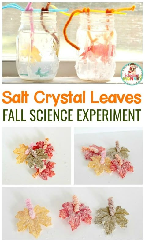 Leaves Science Experiment, Fall Science Activities, Fall Science, Education Science, Kid Experiments, Science Projects For Kids, Fall Preschool, Salt Crystal, Preschool Science