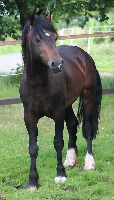 Welsh Pony And Cob, Horse Markings, Beautiful Horses Photography, Pony Breeds, Welsh Pony, Bay Horse, Cute Ponies, Horse Boarding, Most Beautiful Horses