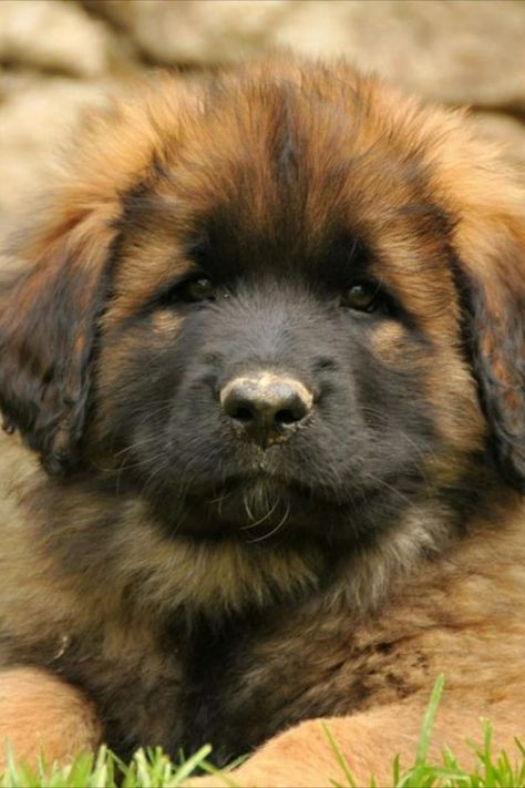 Si certaines races de chien sont très populaire en ce moment, ce n’est pas le cas de toutes qui sont beaucoup moins connues. Labradoodle, Labrador, Dogs, Animals