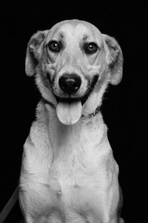 Portraits of the shelter dogs waiting at CLAW (Community Led Animal Welfare) in Johanneburg for their forever homes. #shelterdogs #rescuedogs #shelterdogphotography #dogportraits #studiodogportraits #rescuedogphotography #johannesburgphotographer #dogphotography Shelter Dog Photography, Adoption Photography, Dog Portrait Photography, Labrador Mix, Dog Waiting, Shelter Dog, Dog Photograph, Mixed Breed, Rescue Dogs