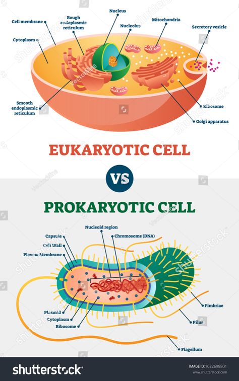 Eukaryotic vs Prokaryotic cells, educational biology vector illustration diagram. Microbiology scheme with cell type examples. Cell membranes, cytoplasm, chromosomes, ribosomes and various organelles. #Ad , #SPONSORED, #illustration#vector#Microbiology#diagram Prokaryotes Vs Eukaryotes, Cell Biology Notes, Biochemistry Notes, Biology Diagrams, Cell Diagram, Prokaryotic Cell, Science Cells, Cells Worksheet, Cells Project