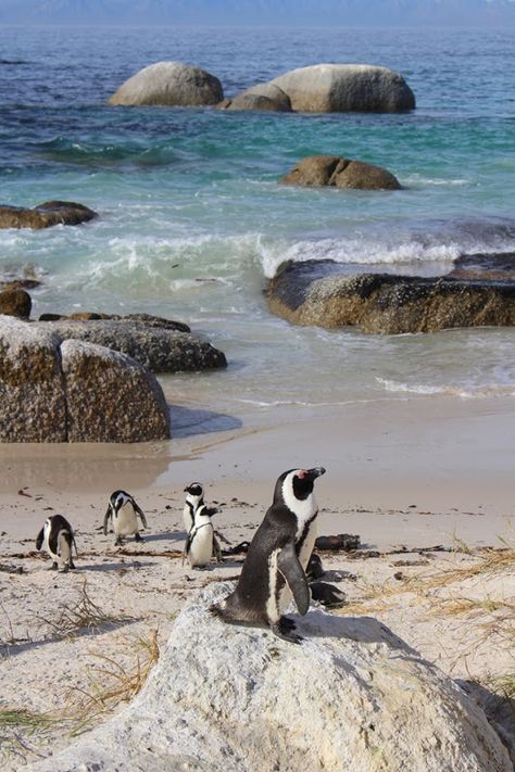 Beach South Africa, Boulders Beach, Boulder Beach, South Africa Travel, Nature Birds, Western Cape, Photo Series, Cute Penguins, Dream Destinations