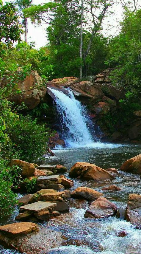 Trees, Water, Nature