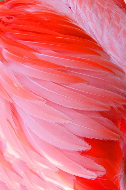 Silk Paintings, Close Up Photography, Wild Child, Silk Painting, Flamingo, Feathers, Close Up, Abstract Artwork, Birds