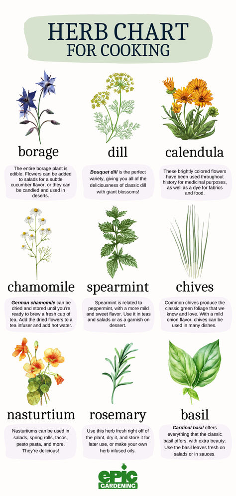 A variety of different flowering herbs that are used for cooking Kitchen Garden Recipes, Herbs With Flowers, In Home Herb Garden, Aromatic Herbs Garden, Herb Garden Outdoor Ideas, How To Grow Herbs In Pots, Herb Flower Bed, Herb Garden Backyard, Herbs That Grow In Water