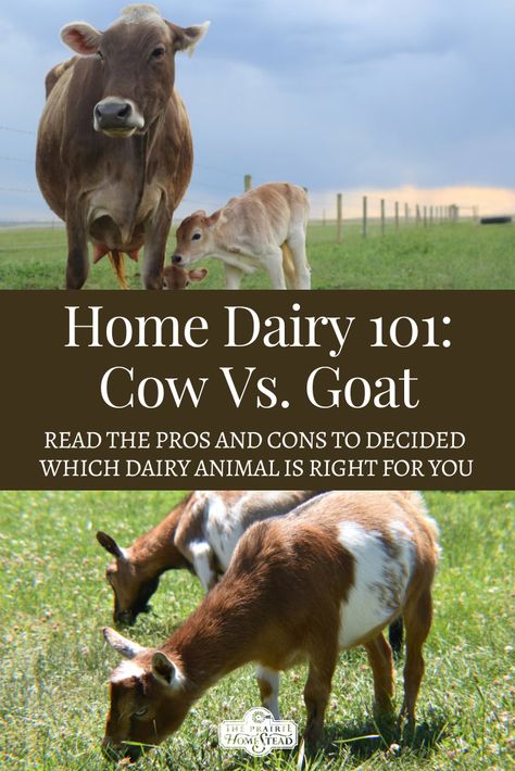 Home Dairy 101: Cow vs. Goat (learn the pros and cons to owning either dairy cows or dairy goats) Goat Milk Vs Cow Milk, Caring For Cows, Homestead Compound, Milk Parlor, Dairy Cow Breeds, Raising Cows, Homestead Plans, Cow Care, Homestead Livestock