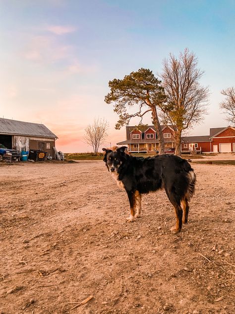 Australian Shepherd Farm Dog, Farm Dogs Aesthetic, Dogs On Farm, Cute Farm Dogs, Farm Dog Aesthetic, Cow Farm Aesthetic, Australian Ranch, Western Dogs, Country Aesthetic Western