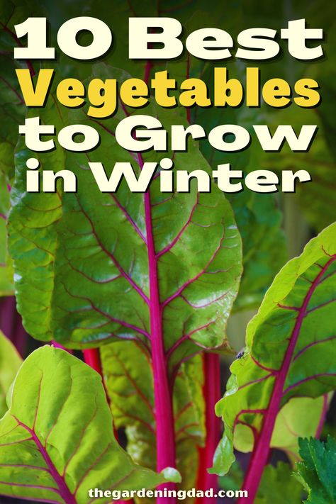 Winter Veggie Garden, Winter Vegetable Gardening, Winter Garden Ideas, Dream Garden Flowers, Winter Vegetable Garden, Veg Growing, Fall Container Plants, Best Vegetables To Grow, Ohio Garden