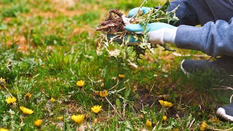 7 ways to prevent weeds from taking root in your yard | Tom's Guide Get Rid Of Dandelions, Common Garden Weeds, Fall Backyard, Pulling Weeds, Organic Mulch, Garden Weeds, Ground Cover Plants, Tomato Plants, Mulch