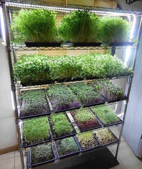 Microgreen Growing, Microgreens Garden, Indoor Vegetables, Aquaponics Diy, Hydroponic Farming, Hydroponics Diy, Vegetable Garden Tips, Vertical Vegetable Garden, Growing Microgreens