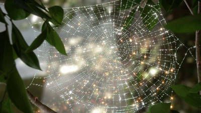 Goth Spider, Foto Macro, Emerald Forest, Charlotte's Web, Spider Art, Disney Fairy, Crazy Quilting, Spider Webs, Disney Fairies