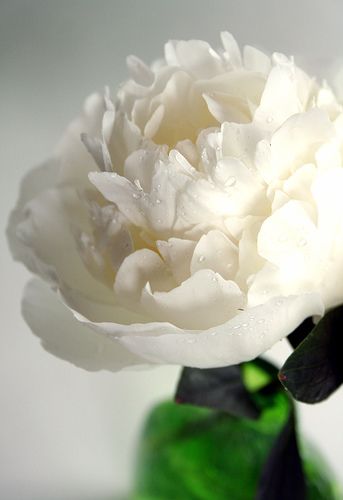 White+Monday Peony White Peony, Peonies Garden, White Peonies, White Gardens, Delphinium, All Flowers, Beautiful Blooms, White Flower, Love Flowers