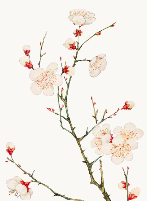 Vintage Japanese plum blossom vector art print, remix from artworks by Megata Morikaga | premium image by rawpixel.com / Moss Japanese Plum Blossom, Japanese Plum Tree, Plum Blossom Painting, Experiential Art, Japanese Plum, Sakura Art, Japanese Art Prints, Plum Flowers, Japanese Artwork