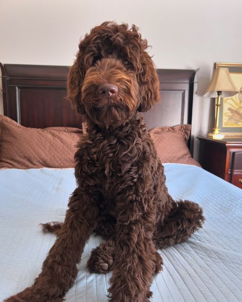 Bogie with his big boy groom 😍. Our chocolate Goldendoodles will always hold a special place in my heart. #chocolategoldendoodle #goldendoodlesoftexas #standardgoldendoodle #goldendoodlebreeder #gana #goldendoodlepuppy #doodletales #bestwoof #fallvibes Chocolate Doodle Dogs, Big Goldendoodle, Great Danoodle, Chocolate Doodle, Chocolate Goldendoodle, Standard Goldendoodle, Goldendoodle Breeders, Doodle Dogs, Dream Dog