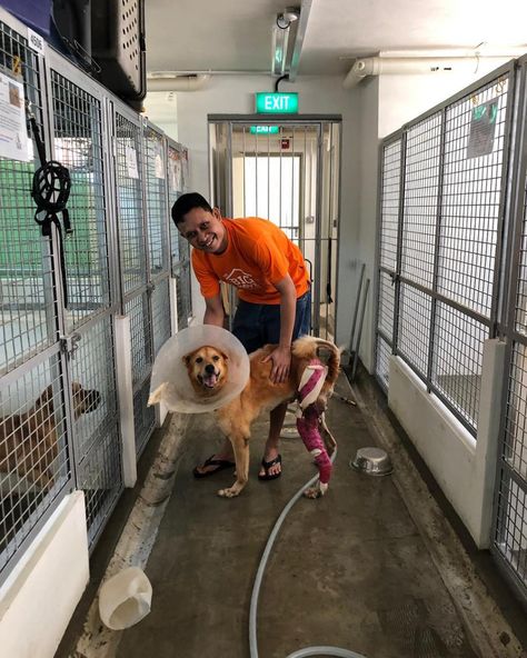 Volunteer Opportunities at a Singapore Dog Shelter Check more at https://smartdogdaily.com/volunteer-opportunities-at-a-singapore-dog-shelter/ Animal Shelter Volunteer, Royal Animals, Dog Shelter, Dream Jobs, Uni Life, Volunteer Opportunities, Shelter Dogs, Dog Trainer, Doctor Strange