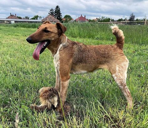 Smooth fox terrier Smooth Fox Terriers, Fox Terriers, Fox Terrier, Hunting Dogs, Woodland Creatures, Otters, Dogs And Puppies, Dog Breeds, Dog Lovers