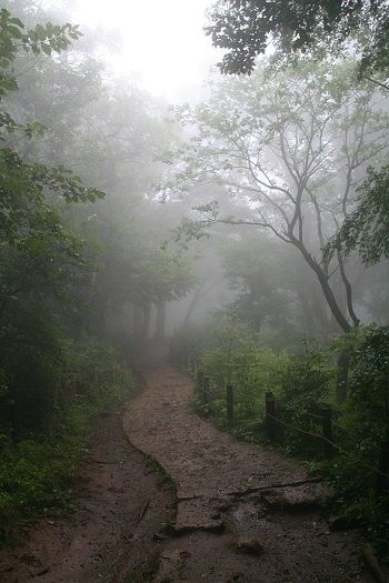 2019 : année du renouveau ? // Lueur d'Ailleurs // Projets & Énergies // Chemin de nature - brouillard Fairies And Flowers, Forest Enchanted, Fog Forest, Also Me, Foggy Forest, Forest Path, Just Pretend, Inner World, Non Binary