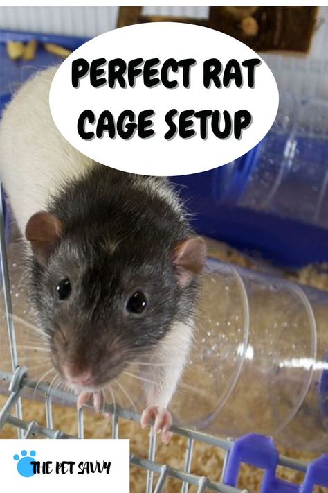 Rat Cage Set Up Ideas, Rat Habitat Ideas, Rat Habitat Diy, Rat Cage Set Up, Diy Rat Toys Ideas, Rat Cage Setup Ideas, Rat Body Language, Rat Enclosure Ideas, Pet Rat Diy