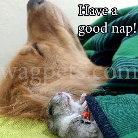 Have a good nap! Hamsters As Pets, Unlikely Friends, Golden Retriever Mix, Love My Dog, Animals Friendship, Unusual Animals, Cute Hamsters, Airedale Terrier, Golden Retrievers