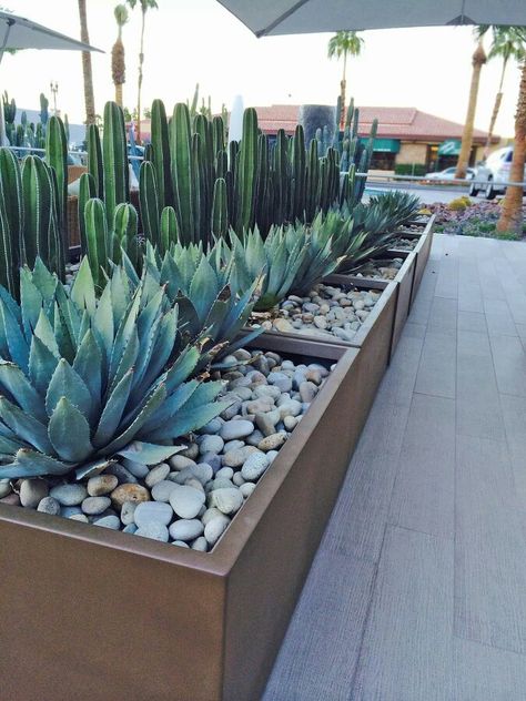 Agave And Cactus Landscaping, Arizona Low Maintenance Landscape, White House Cactus Landscape, Agave And Lavender Garden, Texas Rock Garden Landscaping Ideas, Potted Agave Garden Design, Agave Planter Ideas, Blue Agave Landscaping, Metal Agave Plant Landscaping