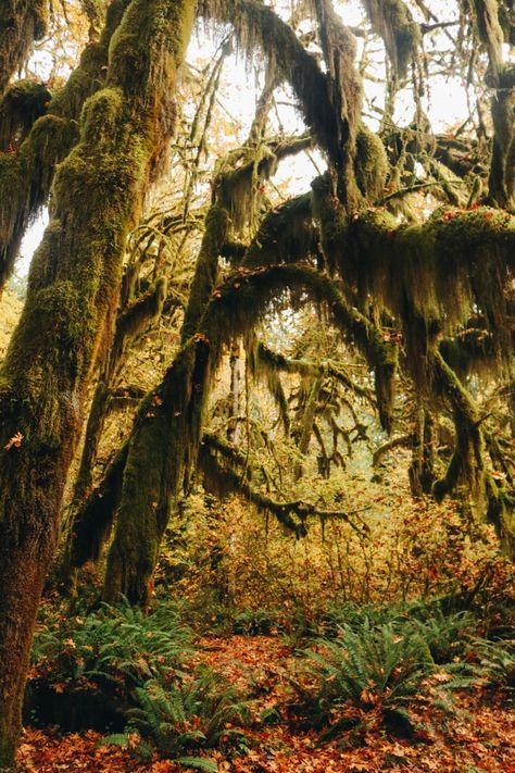 Pacific Northwest Fall, Washington Rainforest, Hoh Rainforest Washington, Tattoo Giveaway, Pnw Fall, Hoh Rainforest, Dark Naturalism, Hiking National Parks, Wedding Rituals