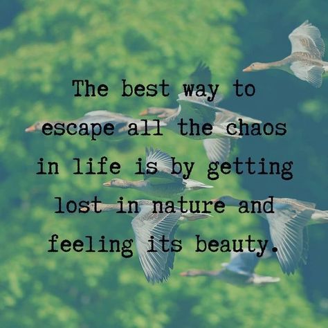 When Nature Calls Quotes, Escape Into Nature Quotes, Harmony With Nature Quotes, Quotes About Beauty In Nature, Natural Captions, Lost In Nature Quotes, Love Nature Quotes, Nature Lover Quotes, Nature Quotes Beautiful