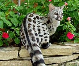 Genets are an exotic pet that stays on the small side. Their personality and care is most comparable to that of a cat. Spotted Genet, Serval Cat, Regard Animal, Unusual Animals, Cheetahs, Small Cat, Short Legs, Animal Planet, West Africa