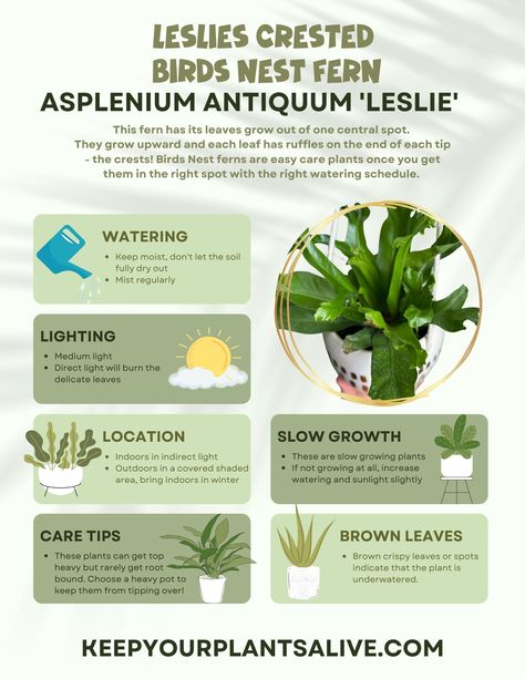 leslies crested birds nest fern plant care guide Birds Nest Fern Care, Fern Plant Care, Herb Witchcraft, Birds Nest Fern, Fern Care, Garden Notes, Bird's Nest Fern, Ferns Care, Plant Care Guide