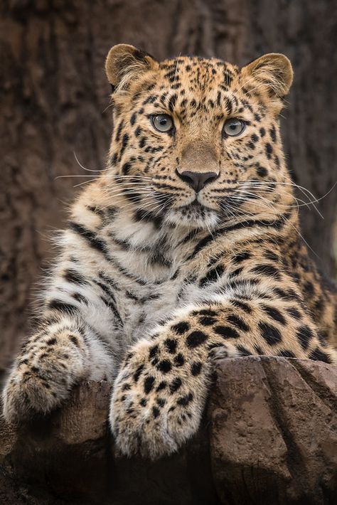 Jaguar Panther, Amur Leopard, Leopards, Feline, Quick Saves