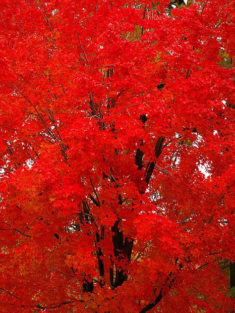 Autumn Red by Stanley Zimny Personality Colours, Red Mood, Red Album, Red Autumn, Radiant Red, Bedrooms Ideas, Autumn Scenes, Red Tree, Red Leaves