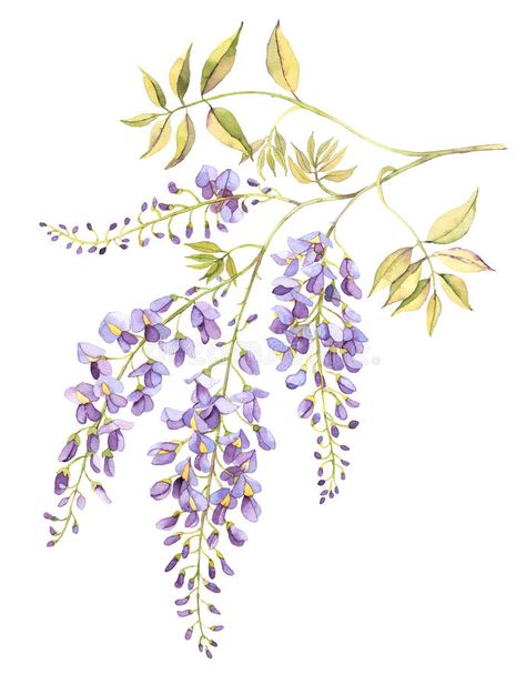 Wisteria bloom watercolor. Wisteria tree in bloom watercolor #Sponsored , #AD, #sponsored, #Wisteria, #watercolor, #tree, #bloom Wisteria Wedding Colors, Wisteria Trellis, Wisteria Plant, Blossom Watercolor, Wisteria Tree, Purple Wisteria, Cerámica Ideas, Watercolor Wall, Watercolor Walls