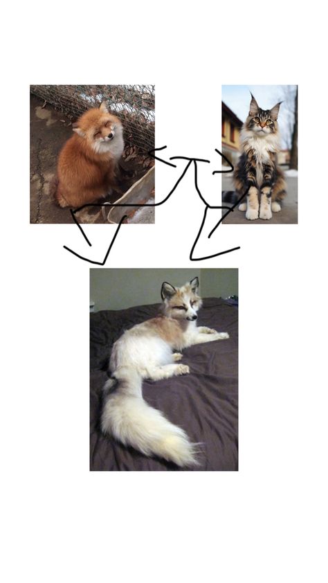 Cat and a fox with arrows pointing to a cat and fox hybrid Fox Hybrid, Fox And Cat, Cat Hybrid, Hybrid Cat, Fox, Turn Ons, Dogs